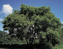 Photo of box elder tree by USDA photographer, public domain photo